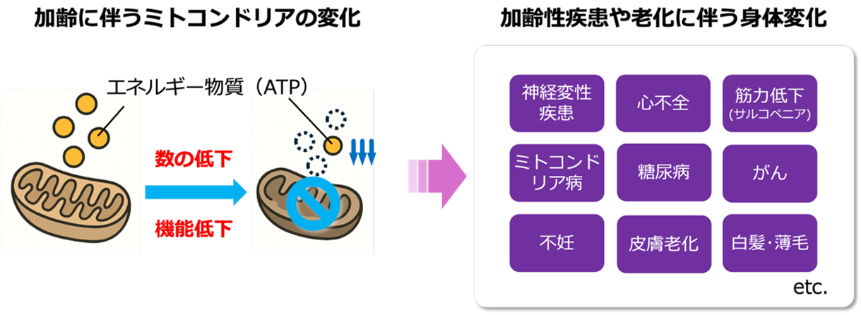 図1　加齢に伴うミトコンドリアの変化は加齢性疾患の一因となる