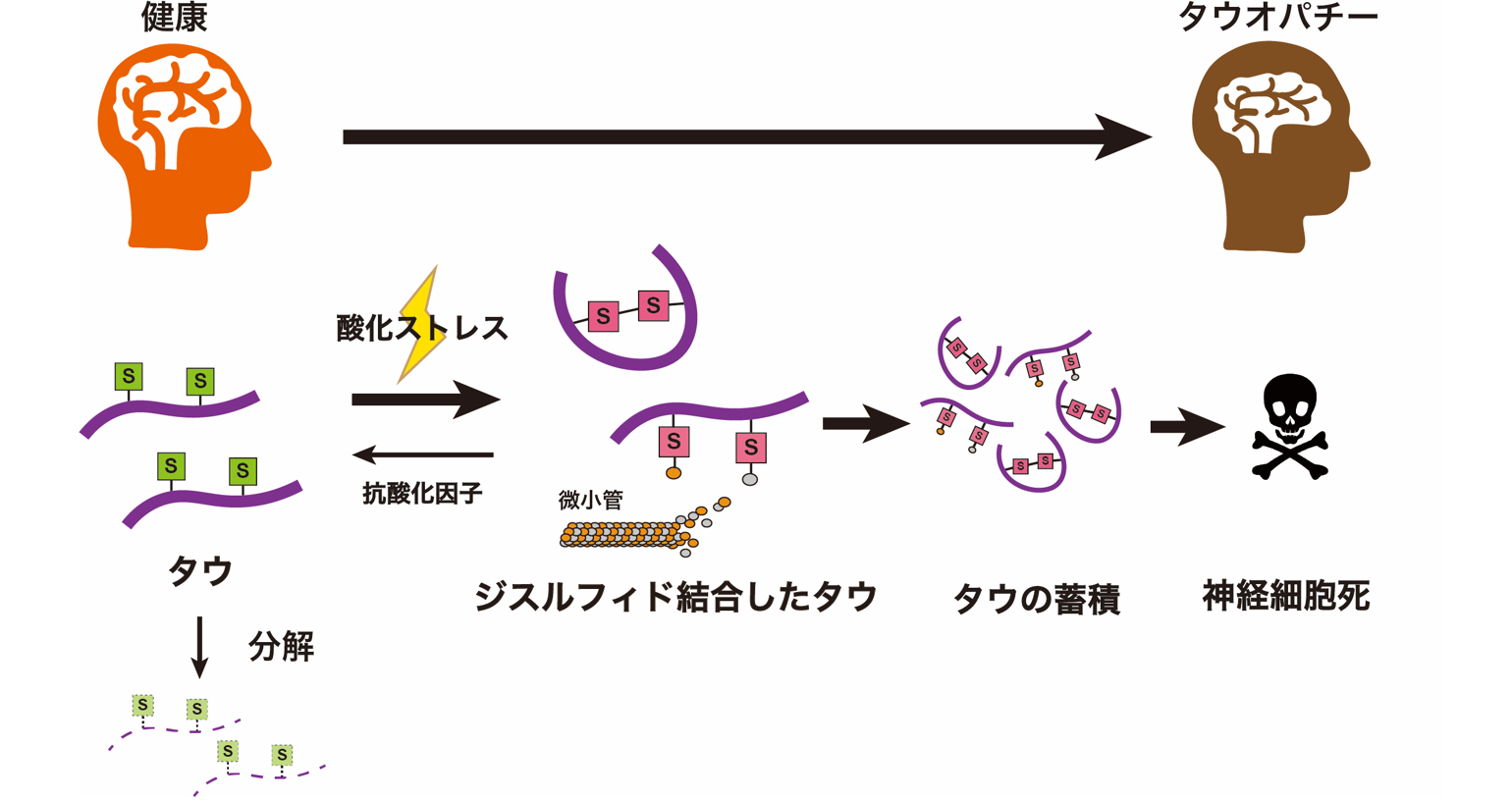 20210618release_sci_takashima_fig.png