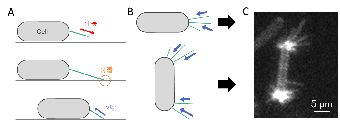 20220510release_web_fig3.png