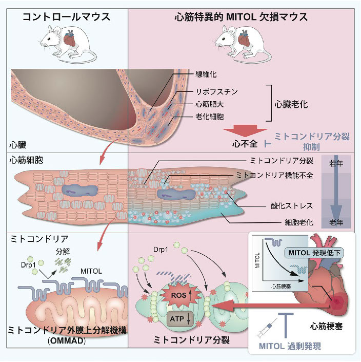 【研究成果・共同プレスリリース】ミトコンドリア酵素MITOLの低下は心臓老化や心筋梗塞を増悪し、 MITOLの活性化は心筋梗塞の重症化を抑制する