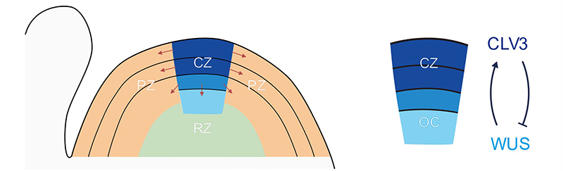 図