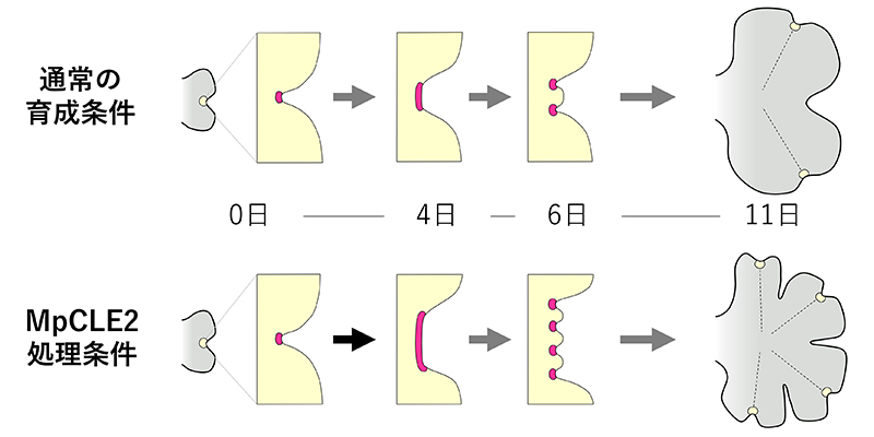 図