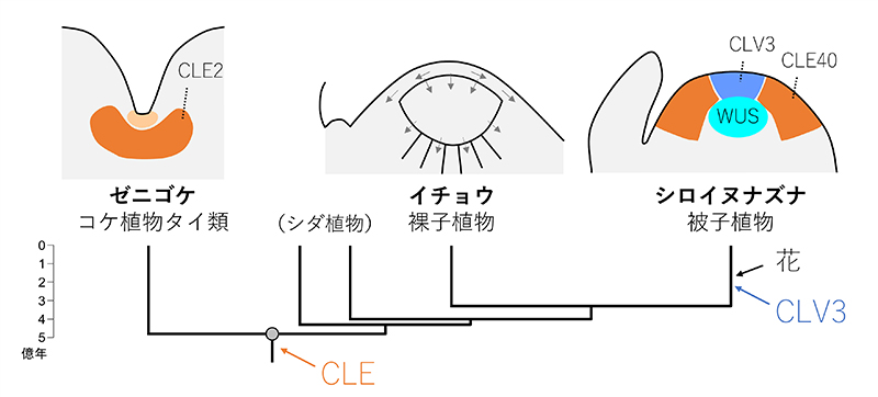 【研究成果】花の進化に関する新たな仮説の提唱 ~遺伝子重複による植物ペプチドホルモンの進化~