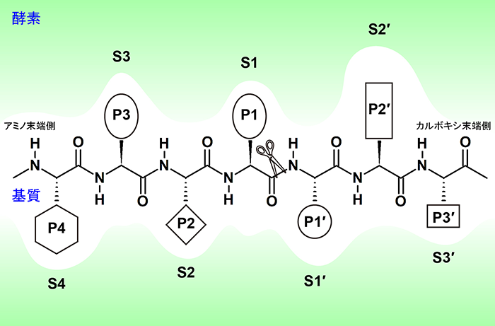 【研究成果】タンパク質分解酵素に対する短いペプチド性阻害剤の開発