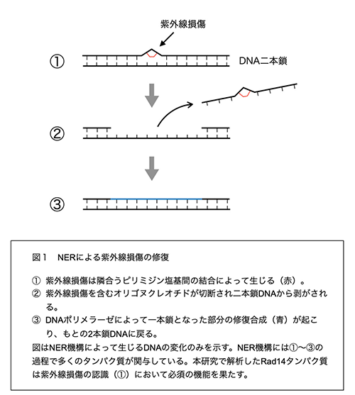 図