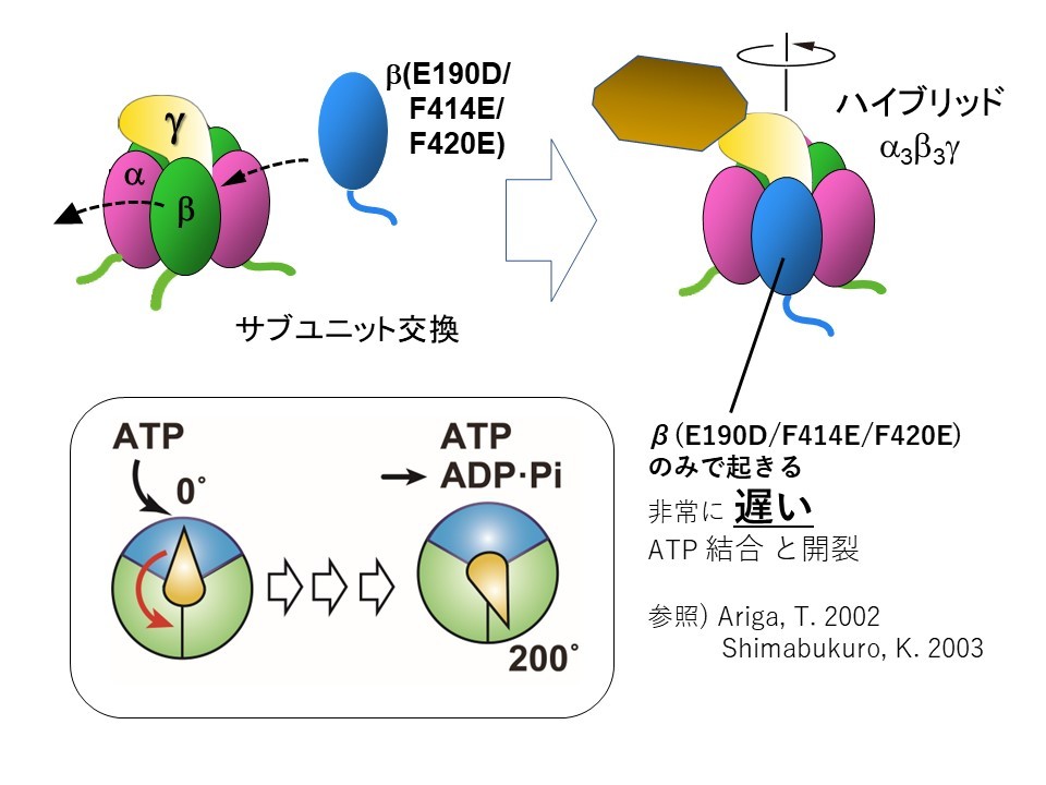 【研究成果・共同プレスリリース】ATP合成酵素の一部分である回転分子モーター「F1-ATPase」の回転機構を解明～生物がもつ世界最小の回転分子モーターのエネルギー変換の仕組みを理解する～