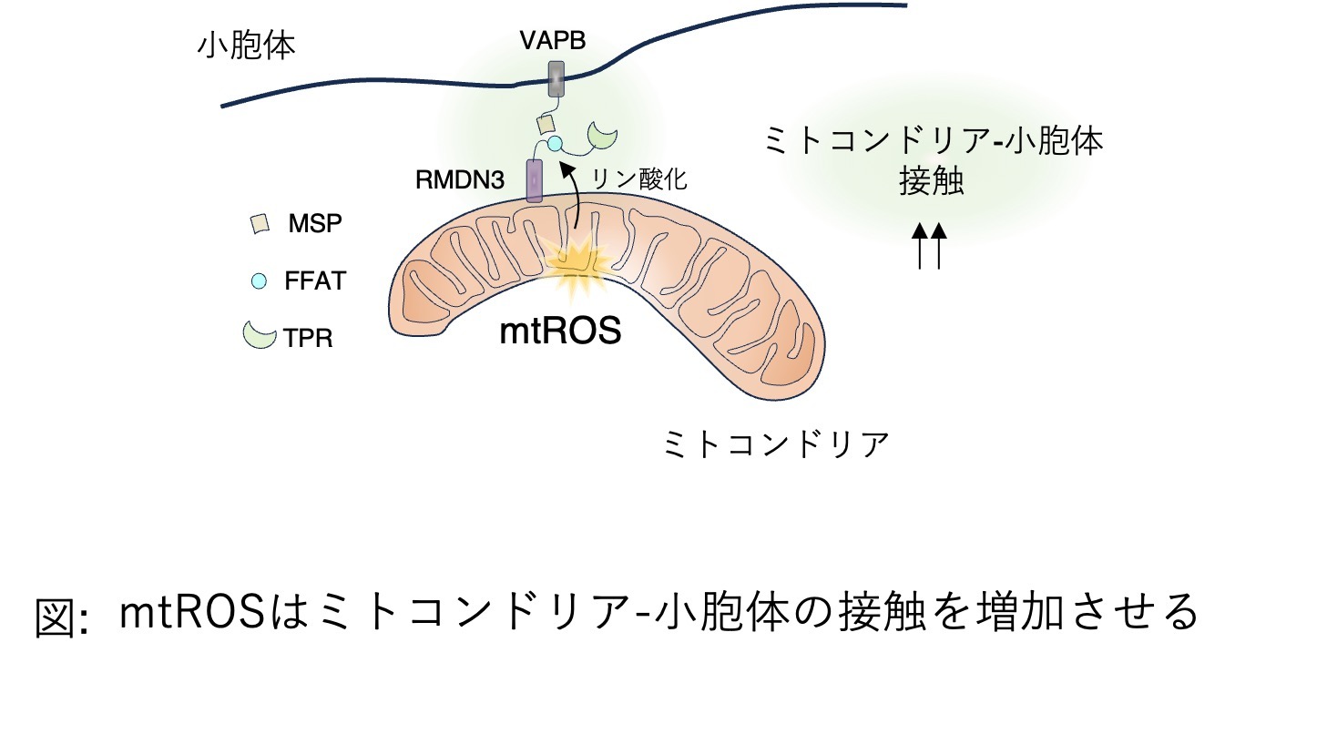20250214release_fig2.jpg