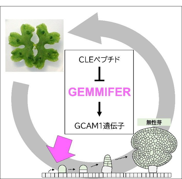 ゼニゴケのクローン繁殖を誘導する遺伝子を発見―農作物種を含むさまざまな植物への応用に期待―