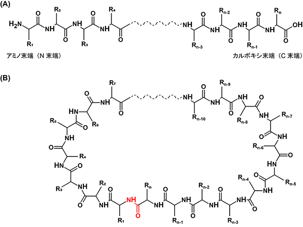 【研究成果】ペプチドを切断する酵素によるペプチド環状化の構造基盤の解明