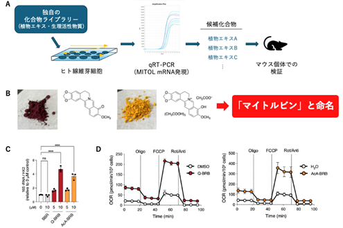 図2　マイトルビンの同定とミトコンドリア機能改善の検証