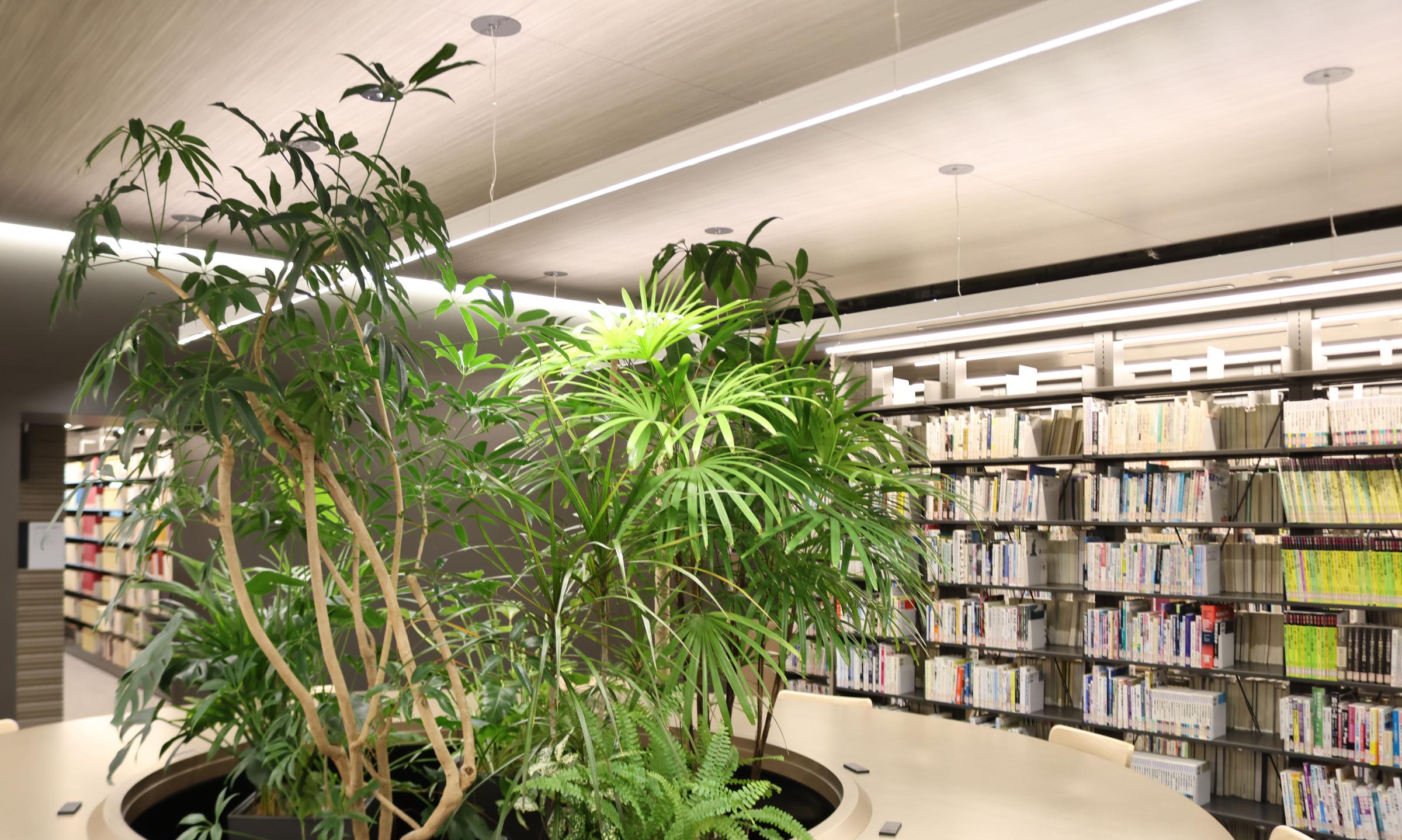図書館のオアシス