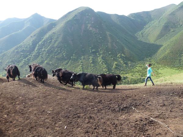 東北チベットでの放牧の様子.jpg