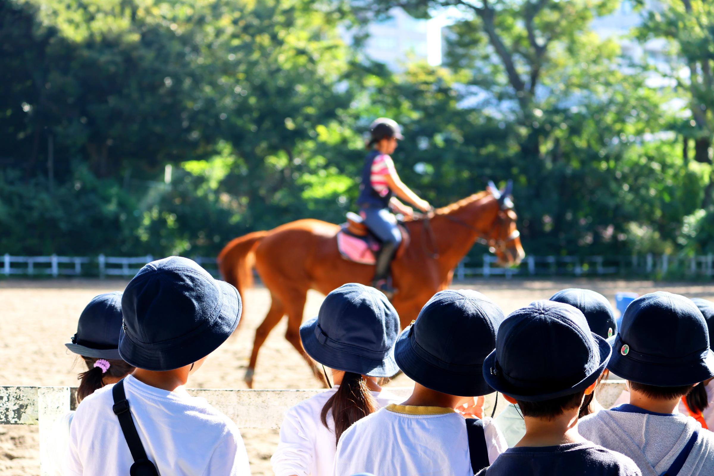 【開催報告】目白小学校児童の厩舎見学